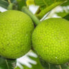 Le Fruit à Pain : Trésor tropical aux mille saveurs.