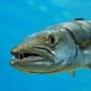 Guadeloupe : une femme attaquée par un barracuda à Sainte-Anne.